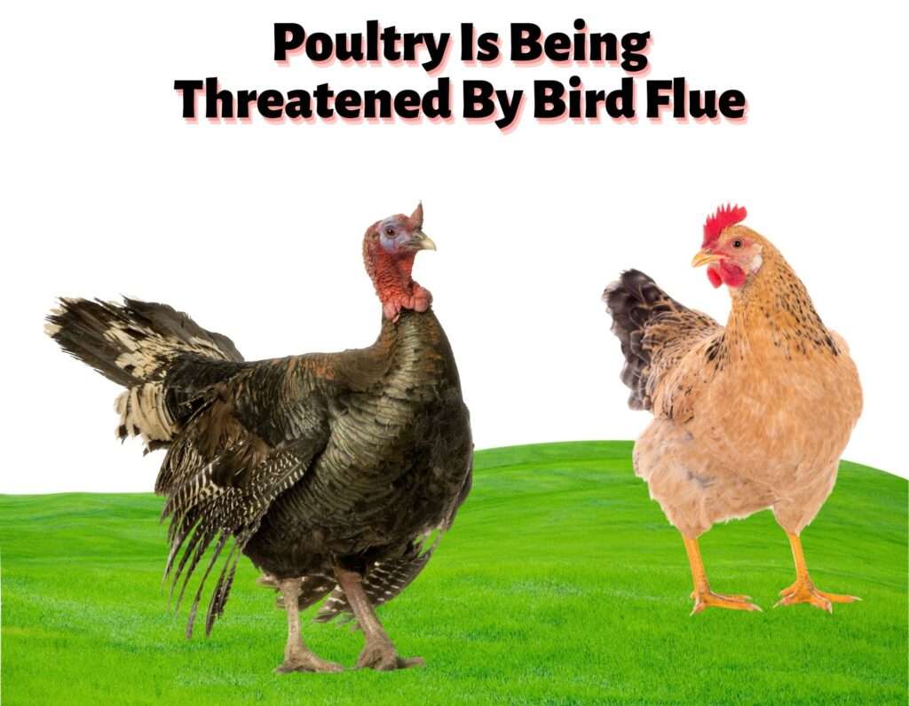 Poultry Is Being Threatened By Bird Flue