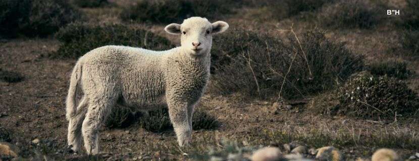 Cute little lamb on the Patagonian plateau during spring sunrise