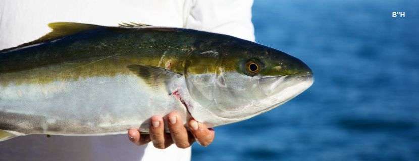 hamachi tuna yellowfin tuna